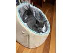 Adopt Blue a Gray or Blue (Mostly) American Shorthair / Mixed (short coat) cat