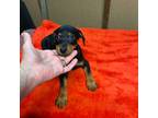 Miniature Pinscher Puppy for sale in Fitzgerald, GA, USA