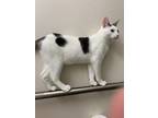 Adopt Tuck a Black & White or Tuxedo American Shorthair / Mixed (short coat) cat