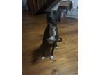 Adopt Shadow a Black - with White American Staffordshire Terrier / Great Dane /
