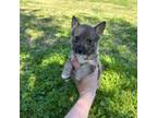 Swedish Vallhund Puppy for sale in Spring Hope, NC, USA