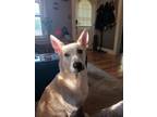 Adopt Eleven a Carolina Dog / Mixed dog in Bloomington, IN (38623659)