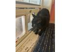 Adopt Jojo a Domestic Shorthair / Mixed (short coat) cat in Crocker