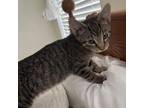 Adopt Penalty a Brown or Chocolate Domestic Shorthair / Mixed cat in Inwood