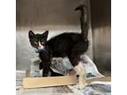 Adopt Binx a All Black Domestic Shorthair / Mixed cat in Edinburg, TX (38561661)