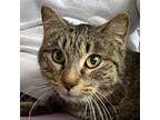 Adopt Peach Fruit - A new Best Friend a Brown or Chocolate Domestic Shorthair /