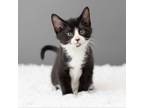 Adopt Tennessee Tuxedo a All Black Domestic Shorthair / Mixed cat in