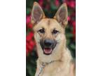 Adopt Roxanne von Rohl a Tan/Yellow/Fawn - with Black German Shepherd Dog /