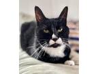 Adopt Annabelle a Black & White or Tuxedo Domestic Shorthair cat in