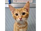Adopt Chrome a Orange or Red Domestic Shorthair / Mixed cat in SHERIDAN