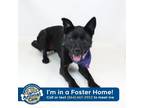 Adopt Zola a Black Labrador Retriever / Mixed dog in Greenville, SC (38622846)
