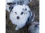 Miniature Australian Shepherd Puppy for sale in Calhan, CO, USA