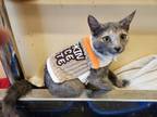 Adopt Brooklyn a Domestic Shorthair (short coat) cat in Smyrna, GA (38677429)
