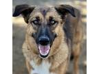 Adopt Shiela a Black Shepherd (Unknown Type) / Mixed dog in Fresno