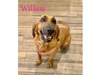 Adopt WILLOW a Red/Golden/Orange/Chestnut - with Black Bloodhound / Mixed dog in