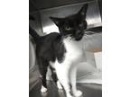 Adopt QUINTA a All Black Domestic Shorthair / Domestic Shorthair / Mixed cat in