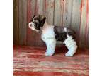 Schnauzer (Miniature) Puppy for sale in Rochester, IN, USA