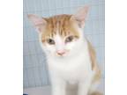 Adopt FIREFLY a Orange or Red Domestic Shorthair / Domestic Shorthair / Mixed