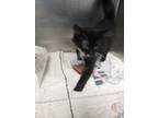 Adopt WAYRA a All Black Domestic Shorthair / Domestic Shorthair / Mixed cat in