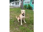 Adopt Melo a Husky / German Shepherd Dog dog in Tampa, FL (38474559)