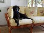 Adopt Seva a Black Hound (Unknown Type) / Mixed dog in Queenstown, MD (29193537)