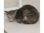 Adopt AMBROSIA a Gray or Blue Domestic Shorthair / Domestic Shorthair / Mixed