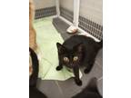 Adopt CLEMENTINE a All Black Domestic Shorthair / Domestic Shorthair / Mixed cat
