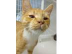 Adopt EDELINE a Orange or Red Domestic Shorthair / Domestic Shorthair / Mixed