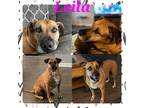 Adopt Leila a Tan/Yellow/Fawn - with White Mutt / Mutt / Mixed dog in Charlotte