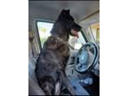 Adopt Tango a Black - with Tan, Yellow or Fawn German Shepherd Dog / Cane Corso