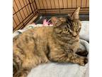 Adopt Tammy a Brown or Chocolate Domestic Shorthair / Mixed cat in Blasdell