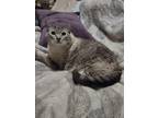 Adopt Christian Grey a Tan or Fawn Domestic Shorthair / Mixed (short coat) cat