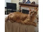 Adopt Nicolas a Orange or Red Tabby Tabby / Mixed (short coat) cat in