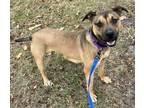 Adopt Winifred a Tan/Yellow/Fawn Black Mouth Cur / Mixed dog in Staunton