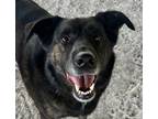 Adopt Ziggy a Black Shepherd (Unknown Type) / Mixed dog in Staunton