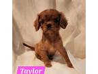 Akc Taylor