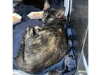 Adopt Maraca a Brown or Chocolate Domestic Shorthair / Mixed cat in Austin