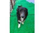 Adopt Lua a Black - with White Australian Shepherd / Border Collie / Mixed dog
