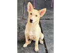 Adopt Honeycomb a Tan/Yellow/Fawn Husky / Shepherd (Unknown Type) / Mixed dog in
