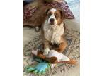 Adopt Draper a Red/Golden/Orange/Chestnut - with White Australian Shepherd /