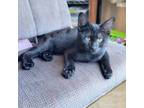 Adopt Alex (Purple Collar) a All Black Domestic Shorthair / Mixed cat in