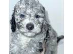 Mutt Puppy for sale in Twentynine Palms, CA, USA
