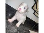 Mutt Puppy for sale in Eastvale, CA, USA