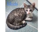Adopt Mochi a Brown or Chocolate Domestic Shorthair / Domestic Shorthair / Mixed