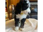 Mutt Puppy for sale in Summerville, SC, USA