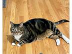 Adopt Chloe May a Tan or Fawn Tabby Domestic Shorthair / Mixed (short coat) cat