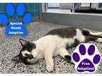 Adopt Rambo a White Domestic Shorthair / Domestic Shorthair / Mixed cat in