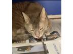 Adopt Special a Gray or Blue Domestic Shorthair / Domestic Shorthair / Mixed cat