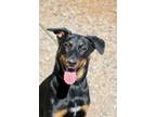 Adopt Dallas a Black - with Tan, Yellow or Fawn Doberman Pinscher / Mixed dog in