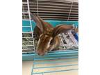 Adopt Velveteen Rabbit a Fawn Other/Unknown / Other/Unknown / Mixed rabbit in